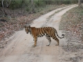 Bengal Tiger (2)