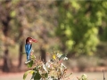 Kingfisher. India