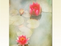 Peter Bell - Water Lillies at Hidcote Manor