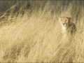 cheetah in grass 2