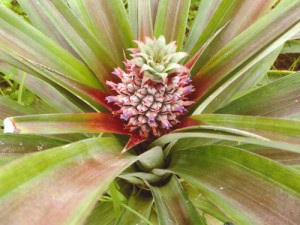Pineapple-in-Flower-Ivan-Hughes-Flowers