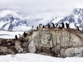 Gentoo Penguins Peterman Islands