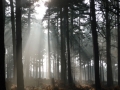 Cannock-Chase-sunlight-for-